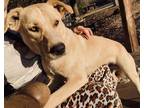 Adopt Rover a Tan/Yellow/Fawn Labrador Retriever / Mixed dog in Aiken