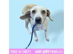 Adopt Lilly a Tan/Yellow/Fawn Beagle / Mixed dog in Tuscaloosa, AL (33742249)