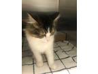 Adopt a Brown Tabby Domestic Longhair / Mixed (long coat) cat in San Martin