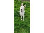 Adopt apollo a White German Shepherd Dog / Mixed dog in Bolingbrook