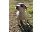 Adopt Ophelia a White - with Tan, Yellow or Fawn Pug / Dachshund / Mixed dog in