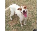 Adopt Betsy a White - with Tan, Yellow or Fawn Pointer / Mixed Breed (Small) /