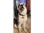 Adopt Kali a White - with Gray or Silver Husky / Mixed dog in Las Vegas