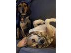 Adopt Gus & Sadie a Brown/Chocolate - with White Hound (Unknown Type) / Beagle /