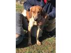 Adopt Jake available 1/29 a Tan/Yellow/Fawn - with White Hound (Unknown Type) /