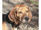 Adopt Deputy available 1/27 a Beagle / Mixed dog in Elmsford, NY (33741922)