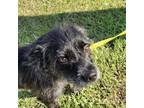 Adopt Olive a Black - with Gray or Silver Terrier (Unknown Type