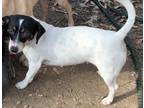 Adopt Gidgette in MS a White - with Black Dachshund / Mixed dog in Cranston
