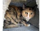 Adopt Madysen a Calico or Dilute Calico Domestic Shorthair (short coat) cat in
