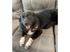 Adopt Luna a Black Border Collie / Mixed dog in Saint Cloud, FL (33723662)