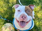 Adopt *KING a White - with Brown or Chocolate American Pit Bull Terrier / Mixed