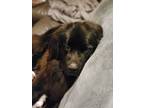 Adopt Nova a Black Newfoundland / Petit Basset Griffon Vendeen / Mixed dog in