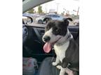 Adopt Molly a Black - with White Husky / American Pit Bull Terrier / Mixed dog