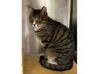 Adopt Nicky a Brown Tabby Domestic Shorthair (short coat) cat in Mays Landing