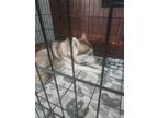 Adopt Zeus a Tan/Yellow/Fawn - with White Husky / Alaskan Malamute / Mixed dog