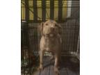 Adopt Buck a Tan/Yellow/Fawn American Pit Bull Terrier / Mixed dog in Three