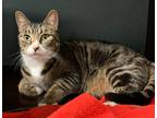 Adopt Diesel a Domestic Shorthair / Mixed cat in Sherwood, OR (33741690)