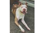 Adopt King a White - with Tan, Yellow or Fawn American Staffordshire Terrier /