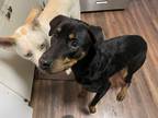 Adopt Ruger a Black - with Tan, Yellow or Fawn Rottweiler / Mixed dog in Sparta