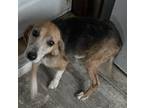 Adopt Trixie a Black - with Tan, Yellow or Fawn Beagle / Mixed dog in Vance
