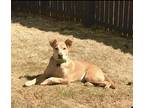 Adopt Bucky a Tan/Yellow/Fawn Labrador Retriever / Mixed dog in Simpsonville