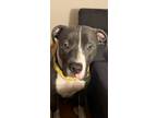 Adopt Jefe a Gray/Silver/Salt & Pepper - with White American Pit Bull Terrier /