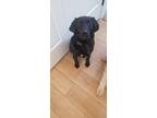 Adopt Finn a Black Labrador Retriever / Treeing Walker Coonhound / Mixed dog in