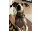 Adopt Stacy a Brown/Chocolate - with White Beagle / Great Dane / Mixed dog in