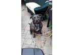 Adopt Mazie a Brindle Labrador Retriever / Great Dane / Mixed dog in Batavia