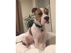 Adopt Redox a White - with Tan, Yellow or Fawn American Staffordshire Terrier /