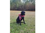 Adopt Juno meet 2/4 a Black Labrador Retriever / Mixed dog in East Hartford