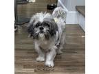 Adopt Bentley a White - with Gray or Silver Shih Tzu / Mixed dog in New York