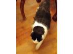 Adopt Finn a Black & White or Tuxedo American Shorthair / Mixed cat in Auburn