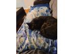 Adopt Bonnie a Black (Mostly) Domestic Mediumhair / Mixed (medium coat) cat in
