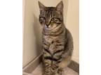 Adopt Alfred a Domestic Shorthair / Mixed (short coat) cat in Alpharetta