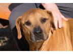 Adopt Bronco a Brown/Chocolate Plott Hound / Labrador Retriever dog in