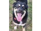 Adopt Igloo a Black - with Tan, Yellow or Fawn German Shepherd Dog / Mixed dog