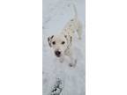 Adopt Jasper a White - with Brown or Chocolate Dalmatian / Mixed dog in Stem