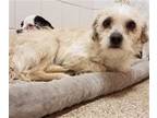 Adopt CANELO a Tan/Yellow/Fawn - with White Cairn Terrier / Mixed dog in