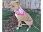 Adopt HAZEL a Tan/Yellow/Fawn American Pit Bull Terrier / Mixed dog in Oklahoma