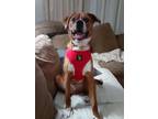 Adopt Timber a Red/Golden/Orange/Chestnut - with White Boxer / Spaniel (Unknown