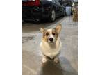 Adopt Benji a Tan/Yellow/Fawn - with White Corgi / Mixed dog in Auburn
