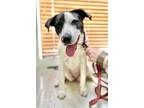 Adopt Dolly meet 2/4 a Brindle - with White Catahoula Leopard Dog / Mixed dog in