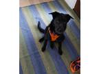 Adopt Kona a Black Border Collie / Australian Cattle Dog / Mixed dog in Boise