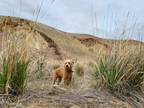 Adopt Finn a Red/Golden/Orange/Chestnut Labrador Retriever / Poodle (Toy or Tea
