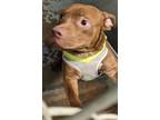 Adopt Cherry a Tan/Yellow/Fawn - with White American Staffordshire Terrier /
