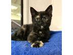 Adopt Hennessy a All Black Domestic Shorthair / Domestic Shorthair / Mixed cat