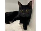 Adopt Roby a All Black Domestic Shorthair / Mixed cat in Greensboro