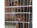 Adopt Darby a Brown/Chocolate Coonhound / Mixed dog in Greensboro, NC (33741180)