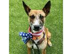 Adopt Zabbar a Brown/Chocolate Australian Cattle Dog / Mixed dog in Greensboro